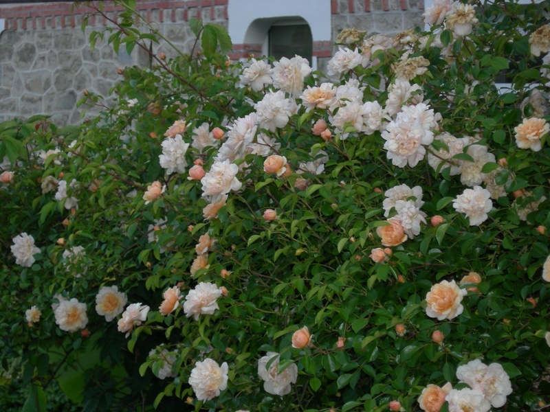 'Mon jardin à TULLE CORREZE'  photo