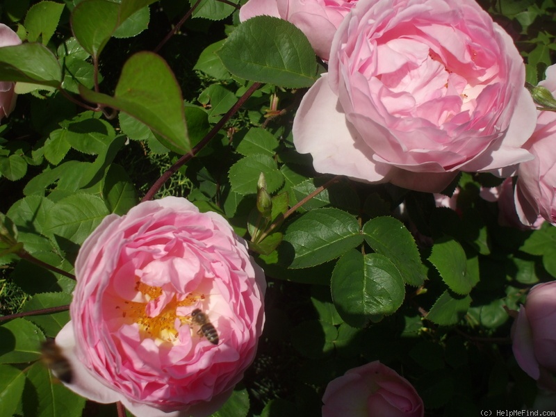 'Constance Spry' rose photo