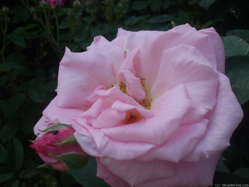 'Basye's Myrrh-Scented Rose' rose photo