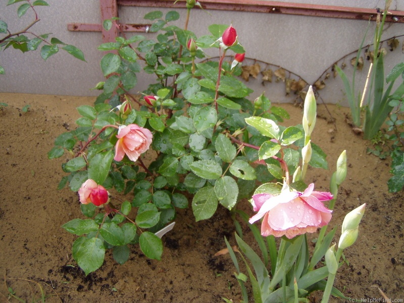'Indira (floribunda, Márk, 1971)' rose, click to enlarge 'Indira (floribunda, Márk, 1971)' rose photo