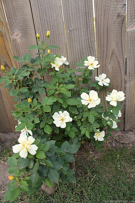 'Sunny Knock Out ®' rose photo