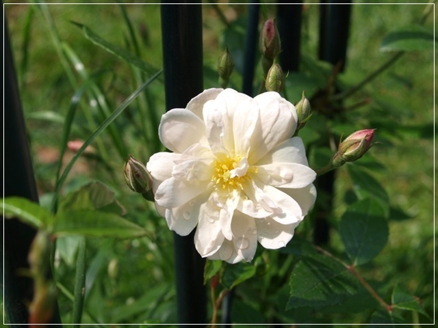 'Snow Goose' rose photo