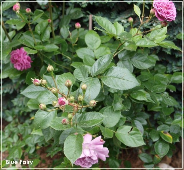 'Blue Fairy' rose, click to enlarge 'Blue Fairy' rose photo