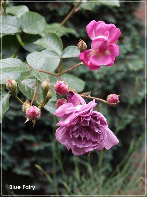 'Blue Fairy' rose photo