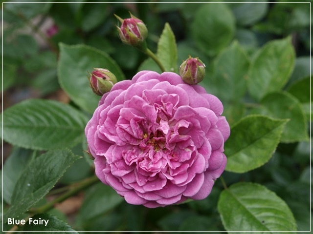 'Blue Fairy' rose, click to enlarge 'Blue Fairy' rose photo