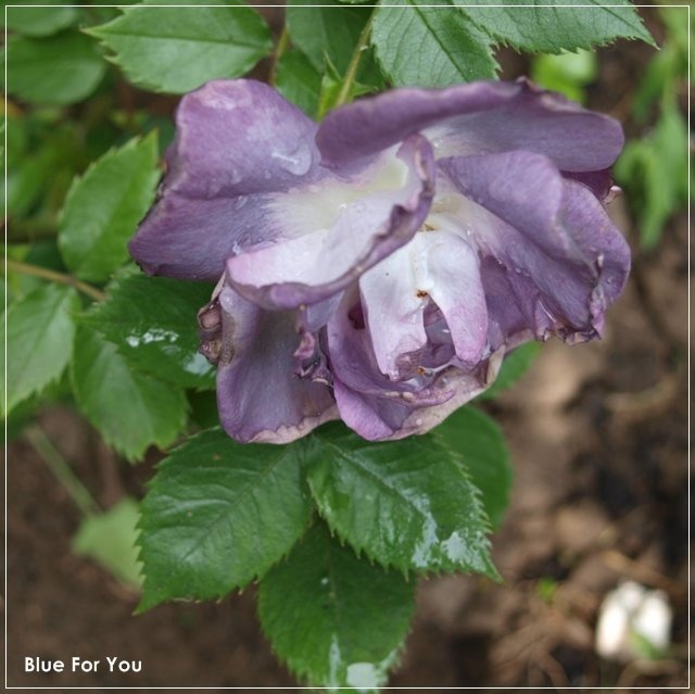 'Blue For You (Floribunda, James 2001)' rose photo
