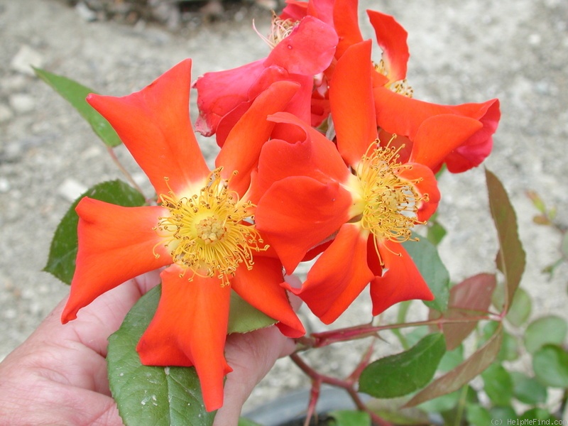 'Diablo' rose photo