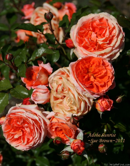 'Adobe Sunrise™' rose photo