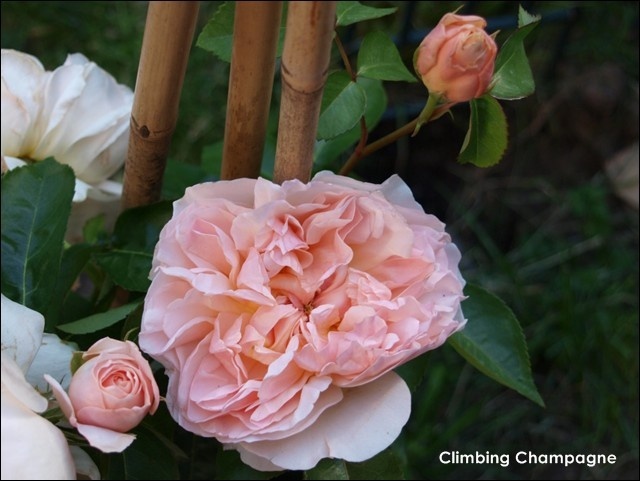 'Vitalrose Climbing Champagner ®' rose photo