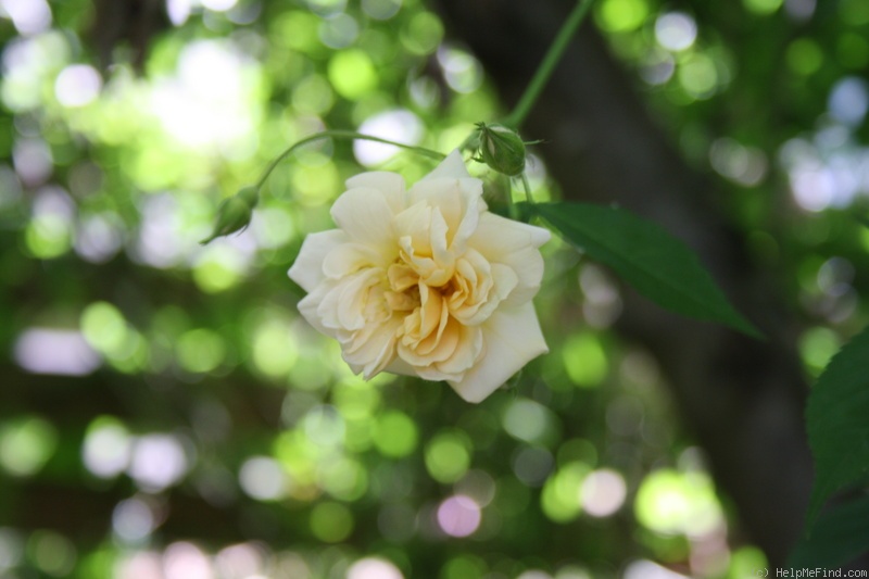 'Claire Jacquier' rose photo