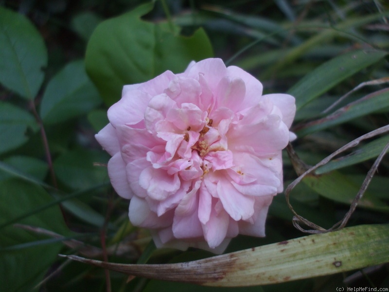 'Cécile Brunner' rose photo