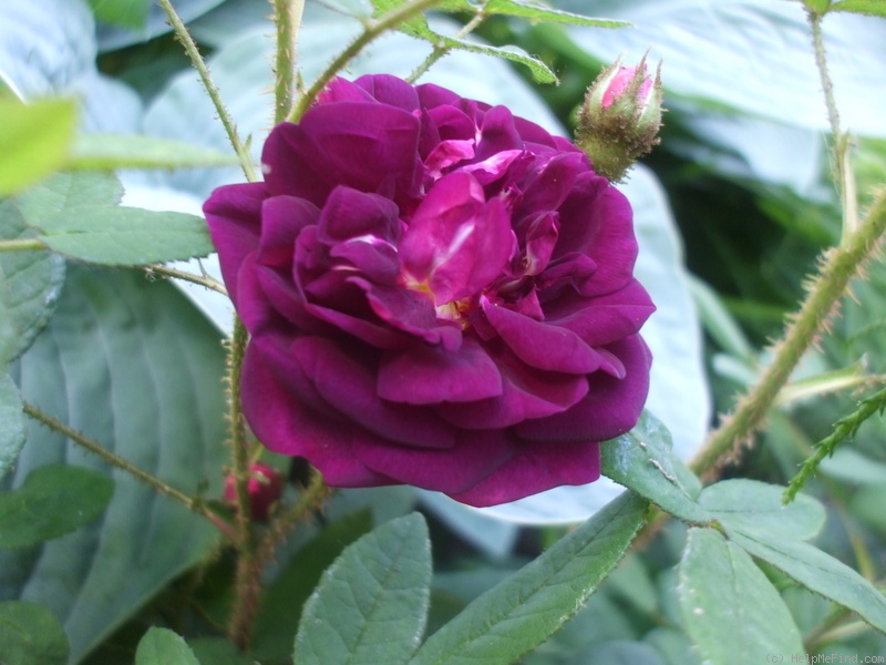 'William Grow' rose photo