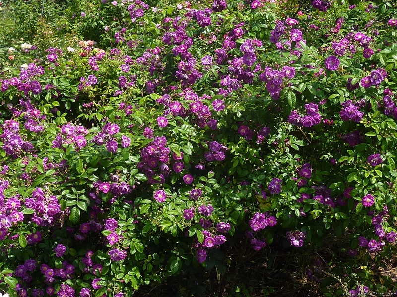 'Purple Skyliner' rose photo