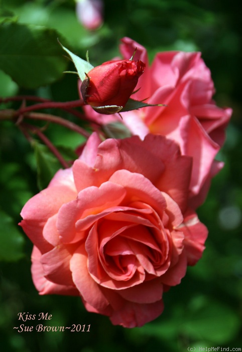 'Kiss Me' rose photo