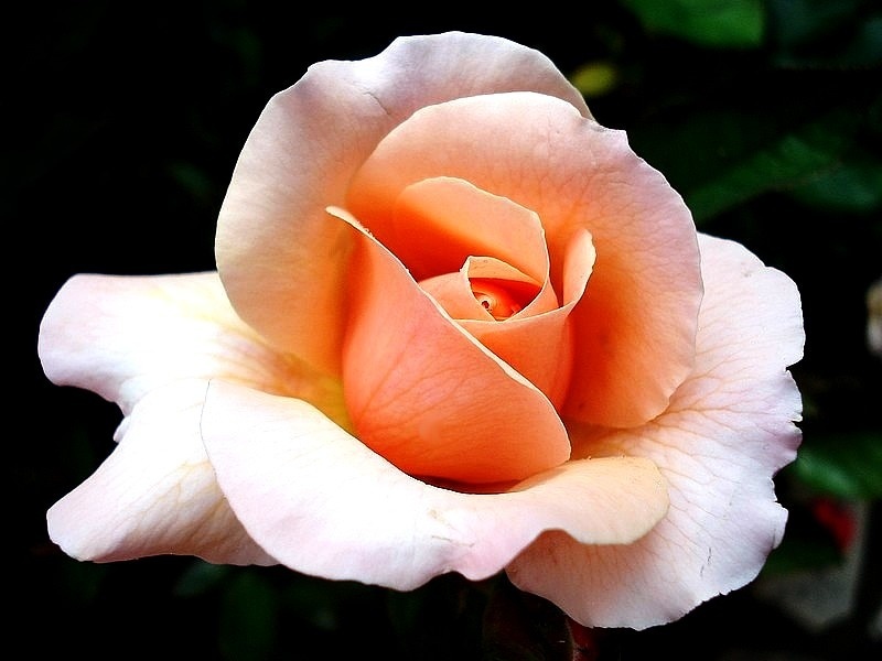 'Reconciliation' rose photo