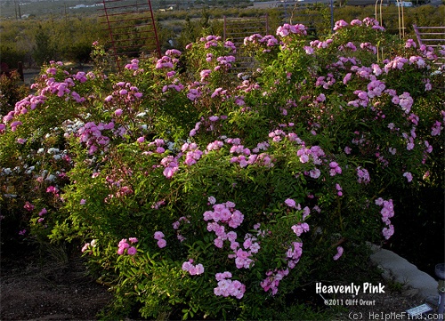 'Heavenly Pink ® (Hybrid Musk, Lens 1997)' rose photo