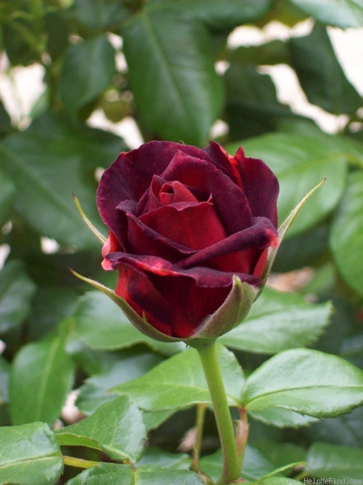 'Hot Cocoa ™ (Floribunda, Carruth 2001)' rose photo