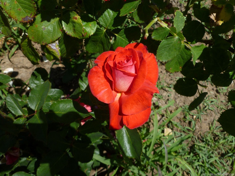 'Modern Art ® (hybrid tea, Olesen/Poulsen, 1985)' rose photo