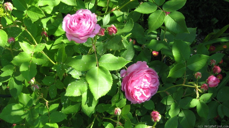 'Louise Odier (Bourbon, Margottin, 1851)' rose photo