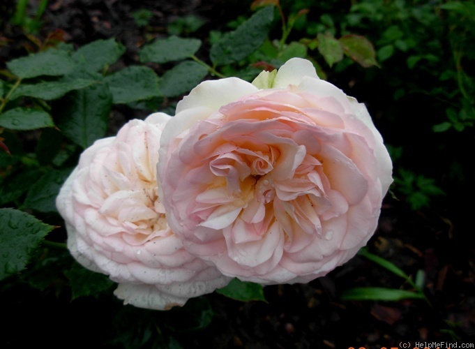 'Pastella ® (floribunda, Evers/Tantau, 1998)' rose, click to enlarge 'Pastella ® (floribunda, Evers/Tantau, 1998)' rose photo