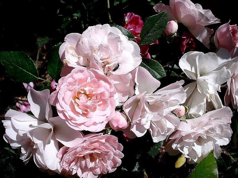 'Denise Grey' rose photo