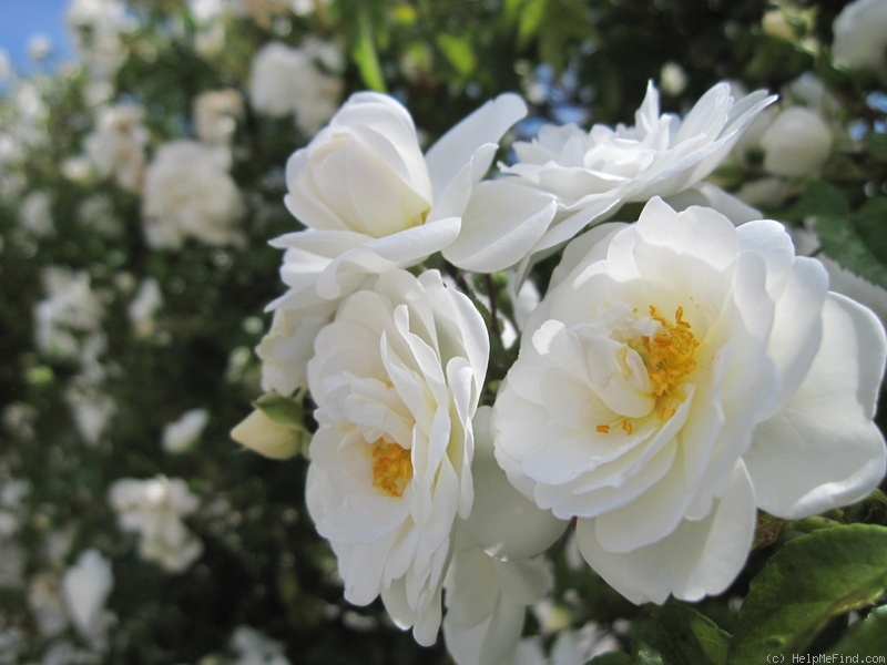 'Sander's White' rose photo