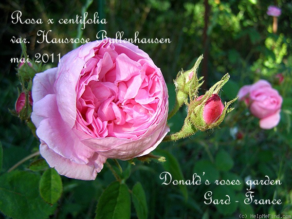 '<i>Rosa</i> X <i>centifolia</i>' rose photo