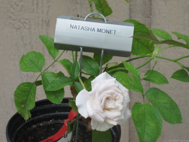 'Natasha Monet' rose photo