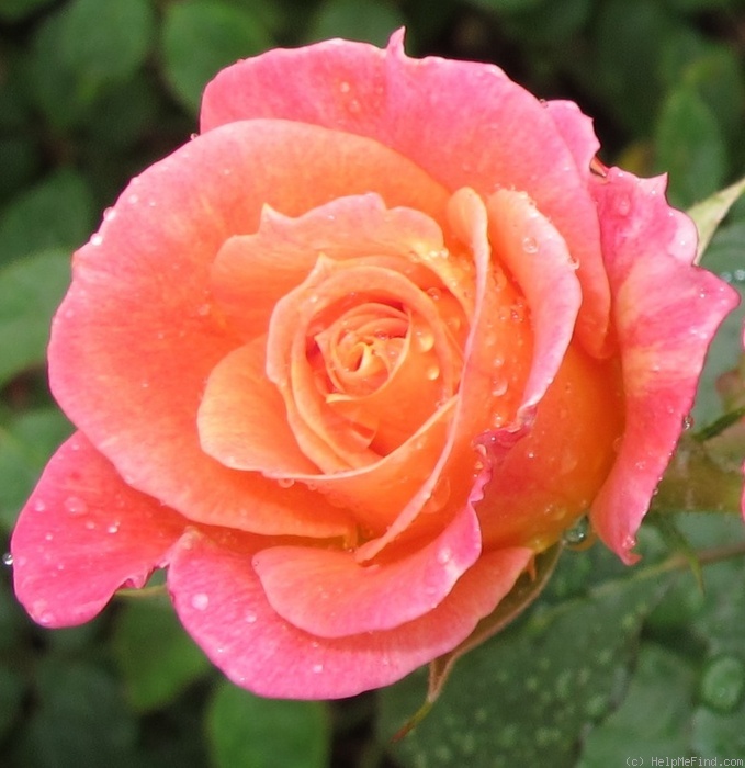 'Joyce Abounding' rose photo