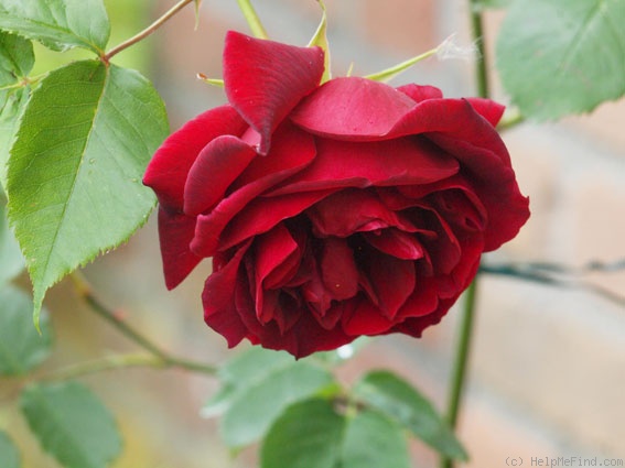 'Étoile de Hollande, Cl.' rose photo