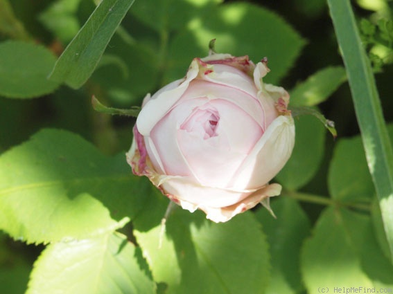 'Comtesse de Barbantane' rose, click to enlarge 'Comtesse de Barbantane' rose photo