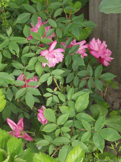 'Old Blush' rose photo