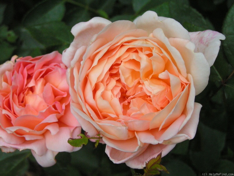 'Tamora (shrub, Austin, 1983)' rose photo