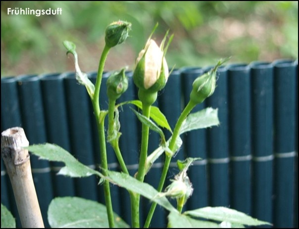 'Frühlingsduft (Hybrid Spinossima, Kordes, 1949)' rose photo