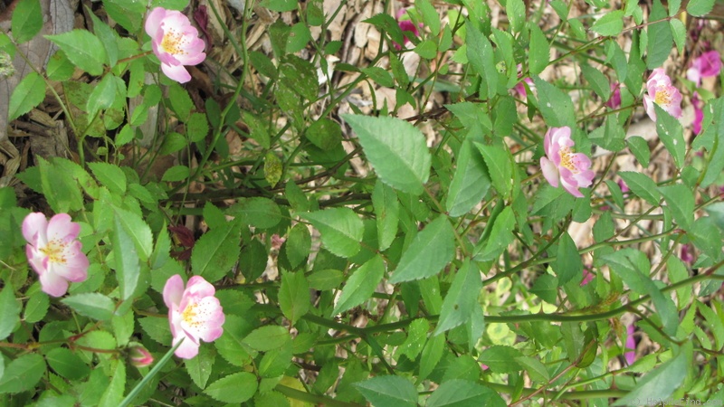 'Enjouée' rose photo