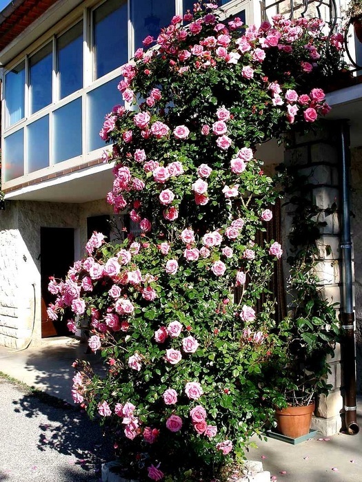 'Armada ®' rose photo