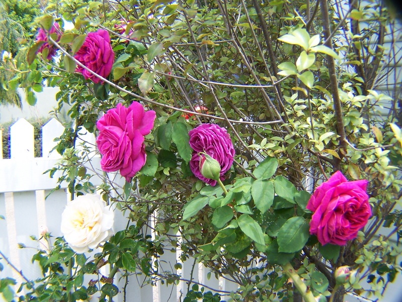 'Rose cottage'  photo