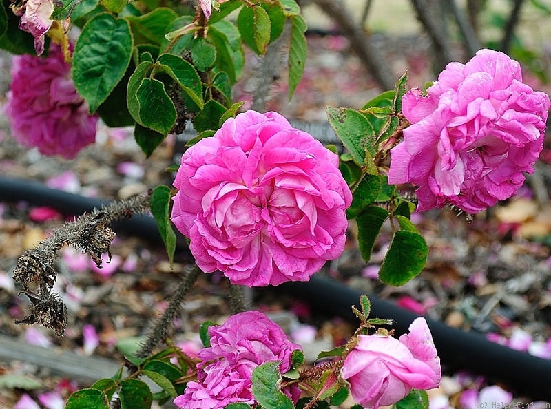 'Catherine de Würtemberg' rose photo