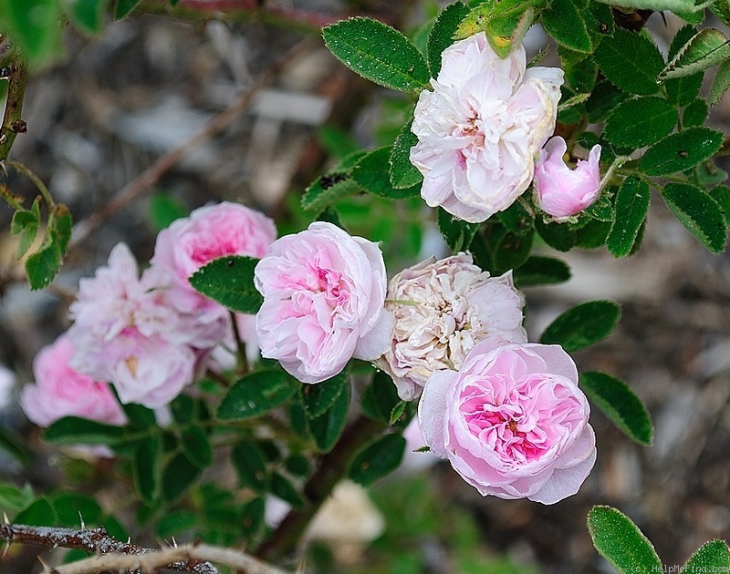 'Centifolia Minima' rose photo