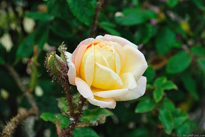 'Golden Moss' rose photo