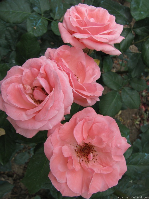 'Clotaria' rose photo