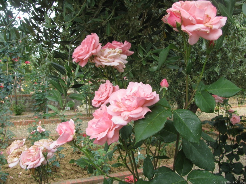 'Clotaria' rose photo