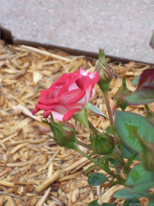 'Cinnamon Girl ™' rose photo