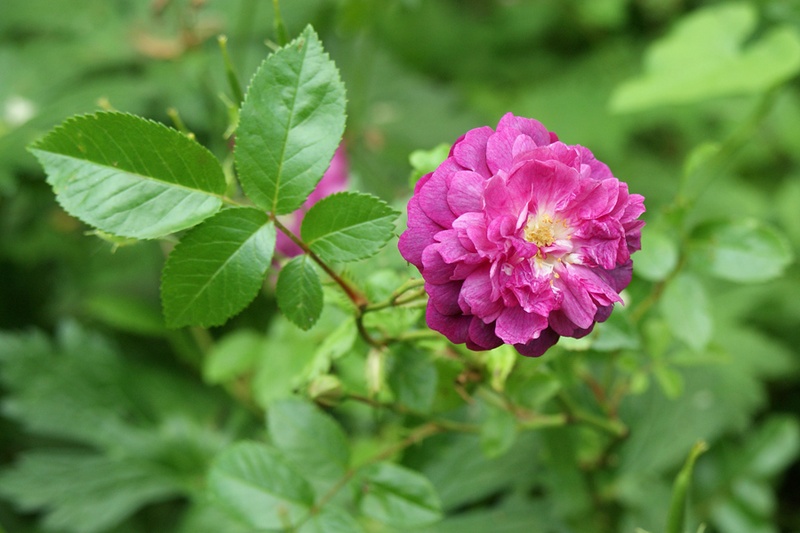 'Vltava' rose photo