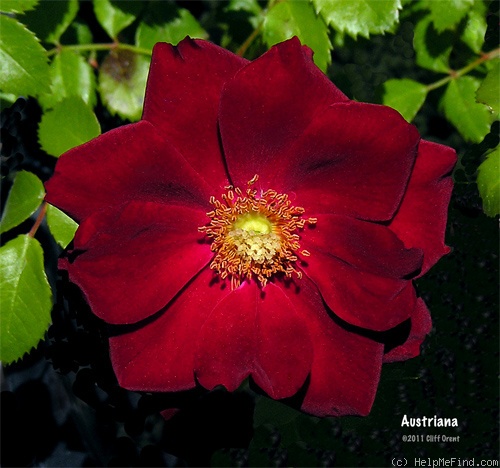 'Austriana ®' rose photo