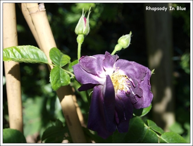 'Rhapsody in Blue ™' rose photo