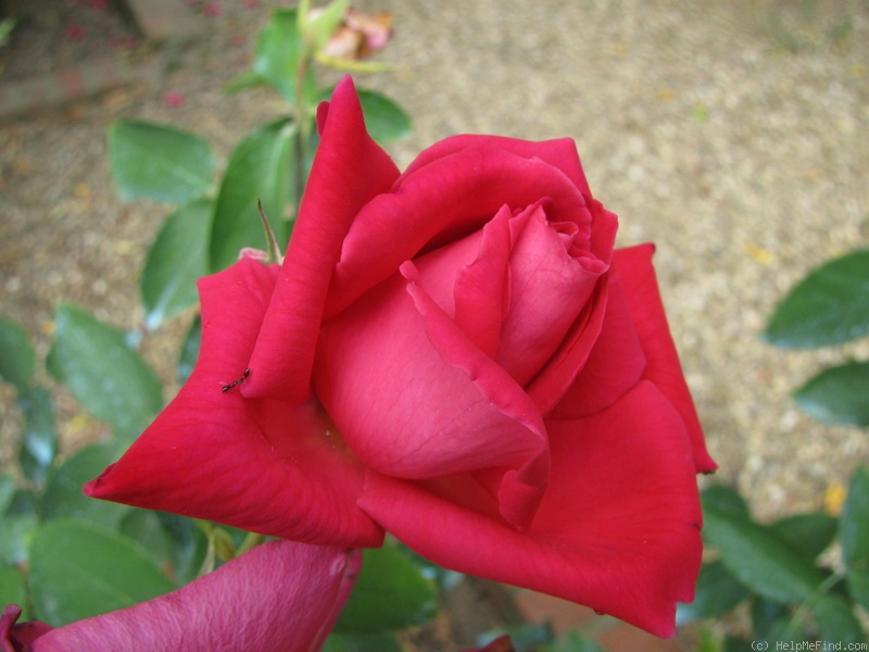 'Granatina' rose photo