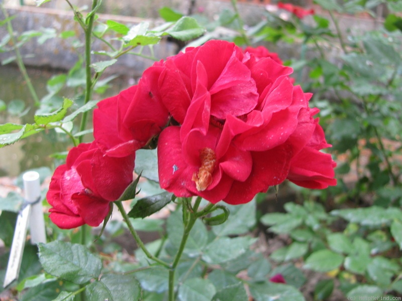 'Ragazzina' rose photo