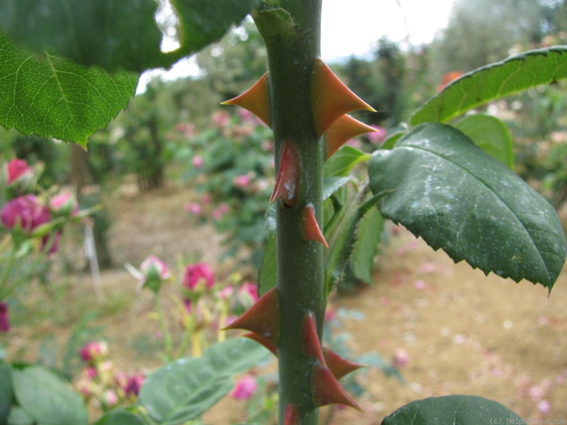 'Madame Jeannine Joubert' rose photo