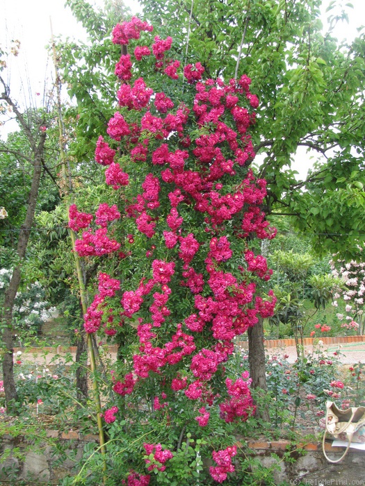 'Gruss an Freundorf' rose photo